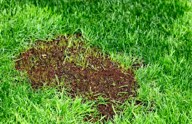 Cover Grass Seed With Grass Clippings