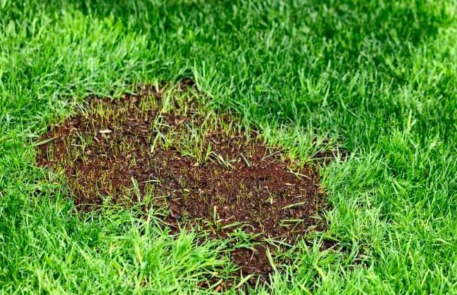 Best Cover for Grass Seed: Essential Protection for Lush Lawns